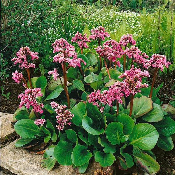 Bergenia cordifolia