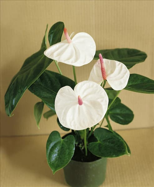 ANTHURIUM ANDREANUM ZAZA