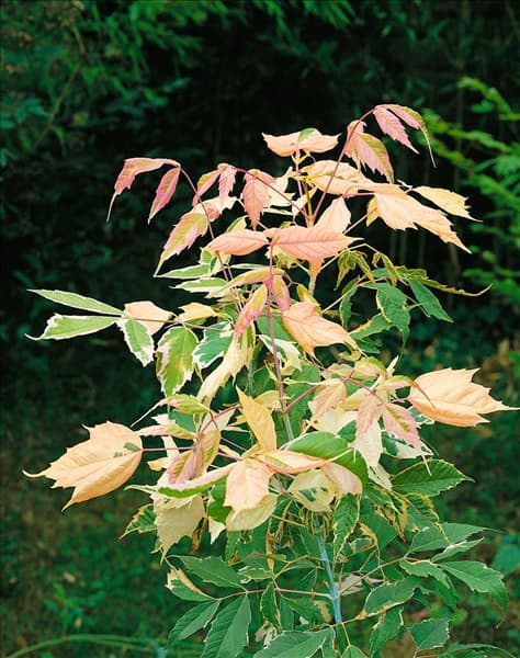 Acer negundo Flamingo