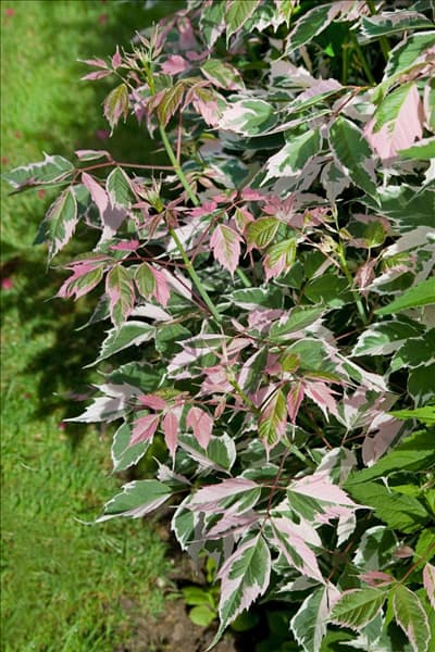 Acer negundo Flamingo