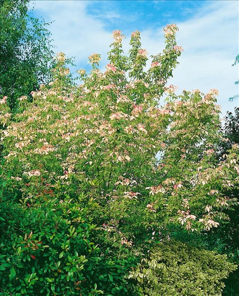 Acer negundo Flamingo