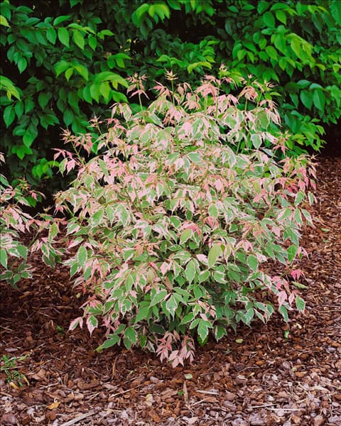 Acer negundo Flamingo