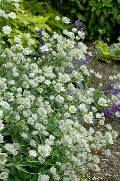 Astrantia major Magnum Blush