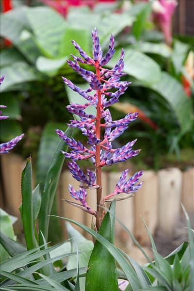Aechmea Blue Rain