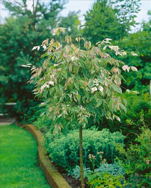 Acer negundo Flamingo