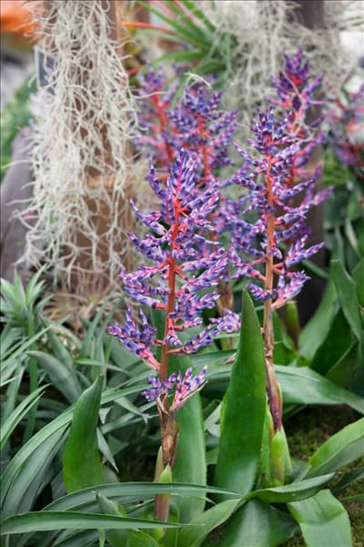 Aechmea Blue Rain