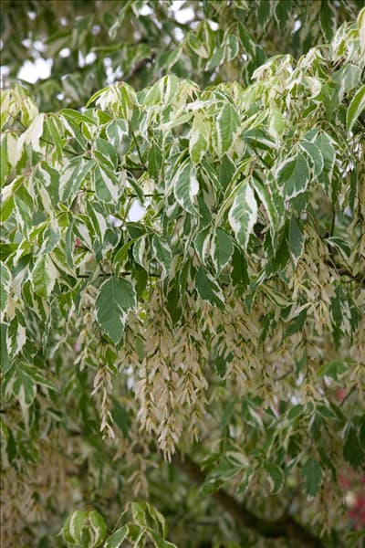 Acer negundo Flamingo