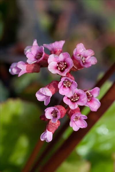Bergenia Abendglut