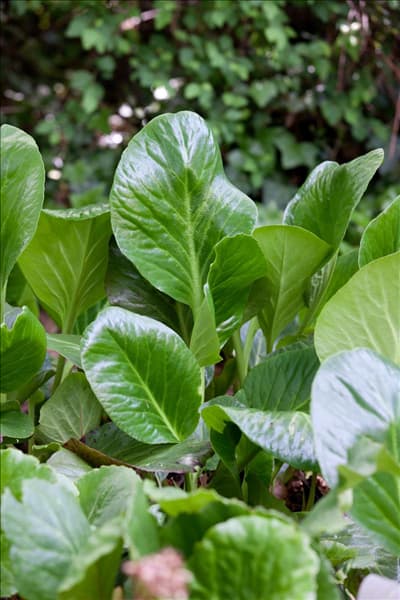 Bergenia Abendglut
