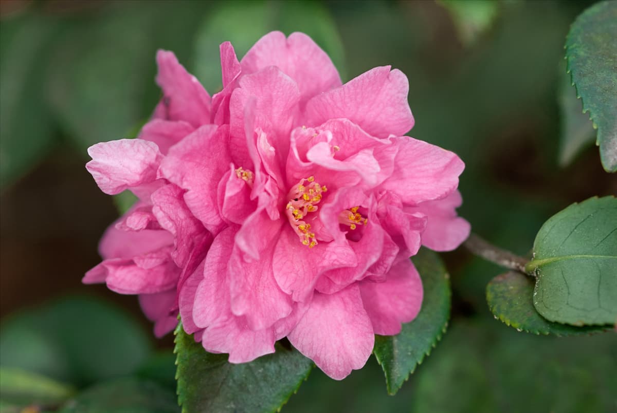 Camellia japonica Fragrant Pink