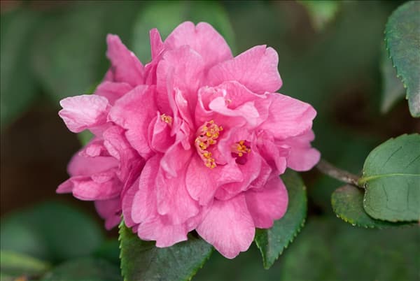 Camellia japonica Fragrant Pink