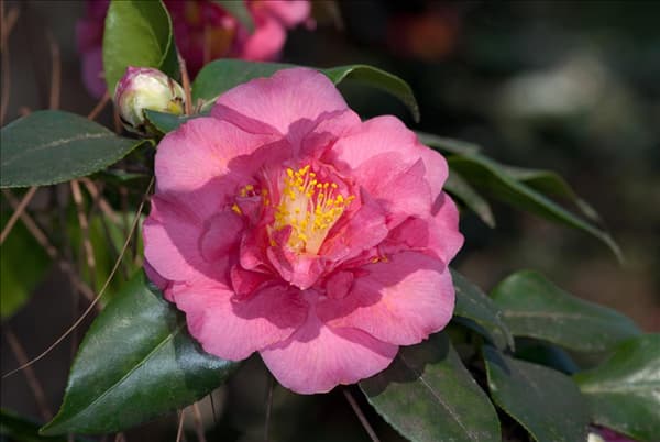 Camellia japonica Simeon