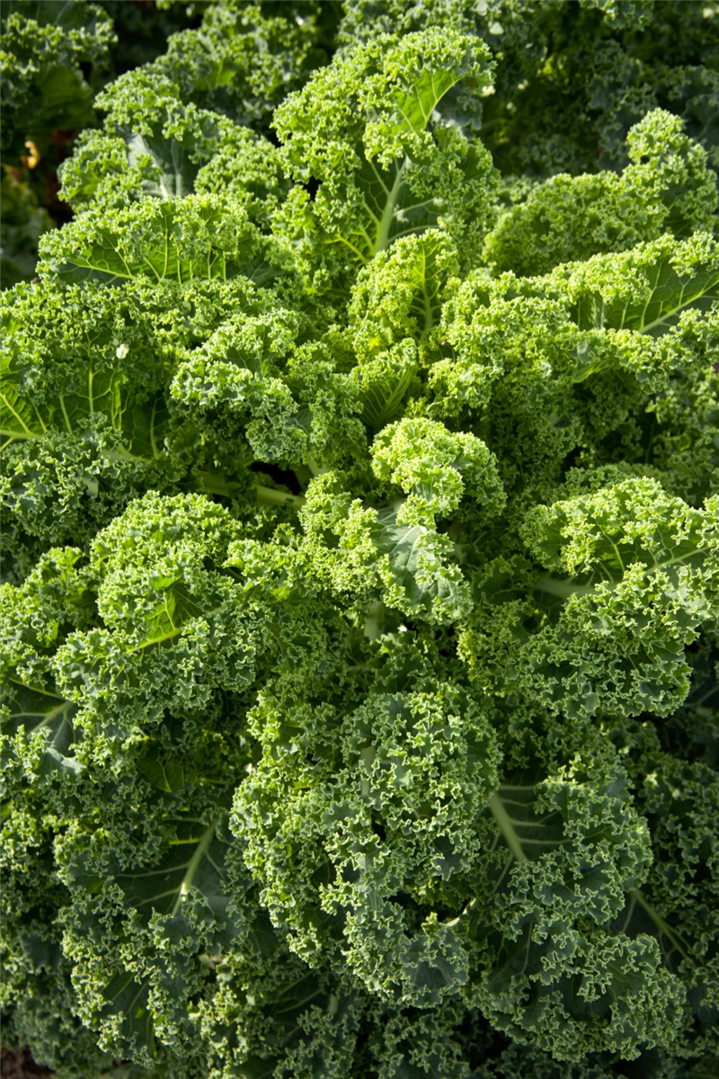 Brassica oleracea var. sabellica Frostara