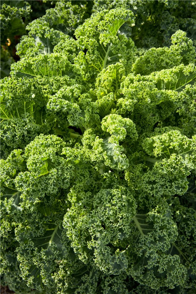Brassica oleracea var. sabellica 'Starbor'
