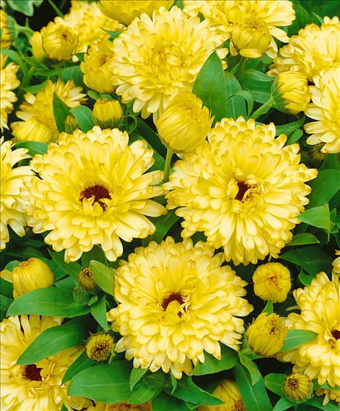 Calendula officinalis Lemon Pygmy