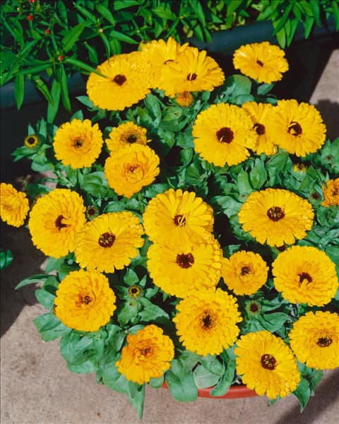 CALENDULA CALYPSO YELLOW