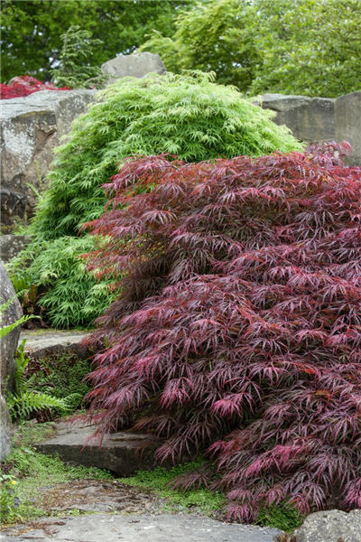 Acer palmatum