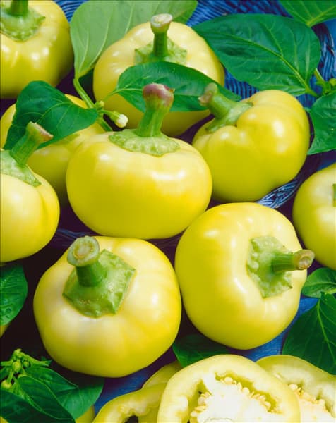 Paprika / Capsicum annuum Alma