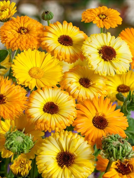 Calendula officinalis