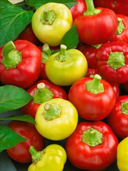 Peperoni / Capsicum annuum Ilika mixed