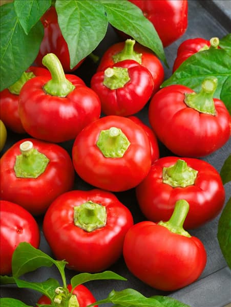 Peperoni / Capsicum annuum Ilika red