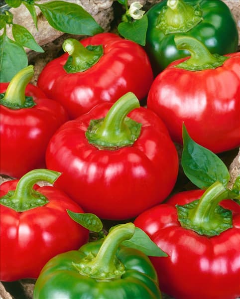 Paprika / Capsicum annuum Daybreak