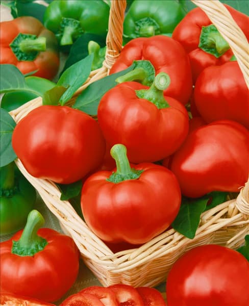 Paprika / Capsicum annuum Fen Red