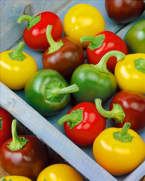 Paprika / Capsicum annuum cherry, mixed