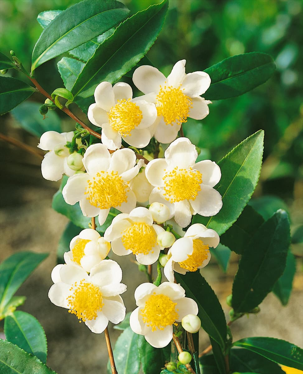 CAMELLIA SINENSIS TEA