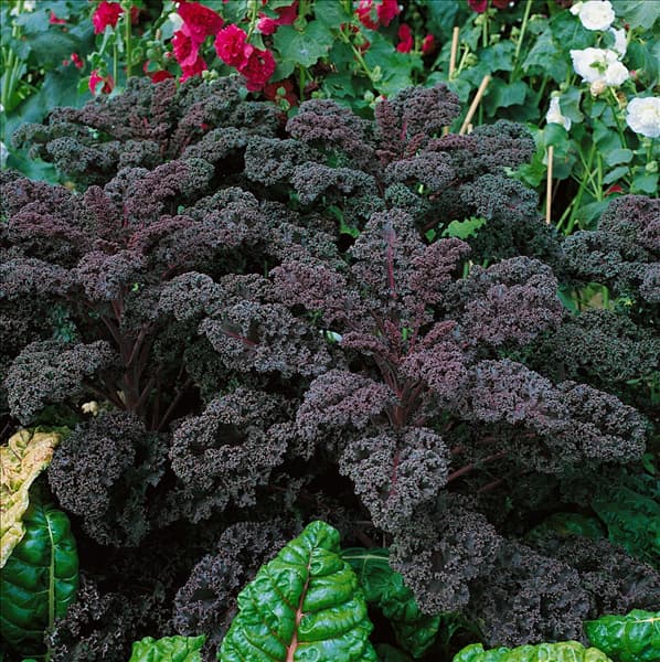 Brassica oleracea var. sabellica Redbor