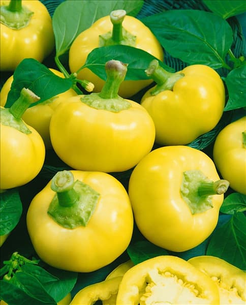 Paprika/Capsicum annuum ALMA
