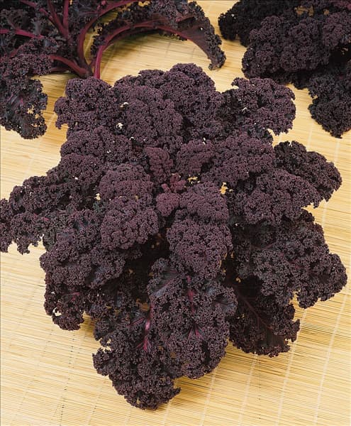 Brassica oleracea var. sabellica Redbor