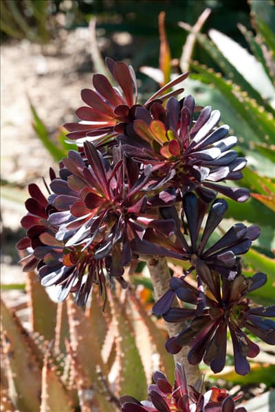 Aeonium arboreum