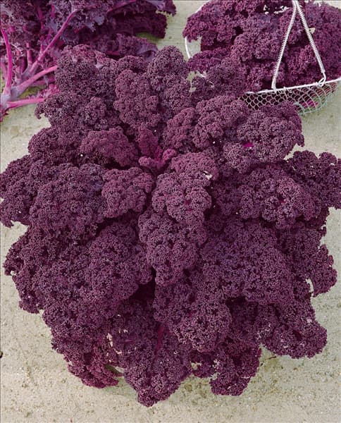 Brassica oleracea var. sabellica Redbor