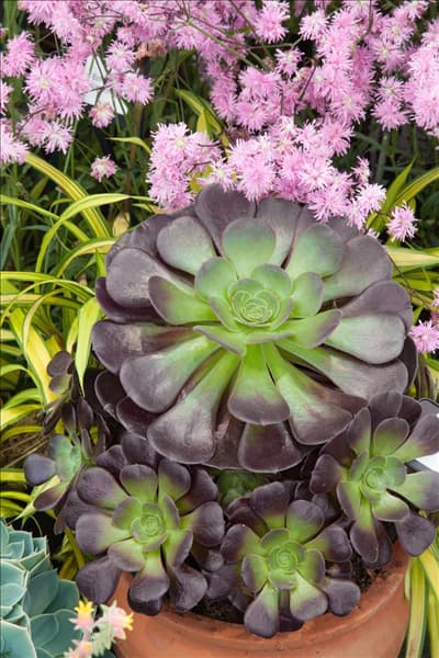 Aeonium arboreum Atropurpureum