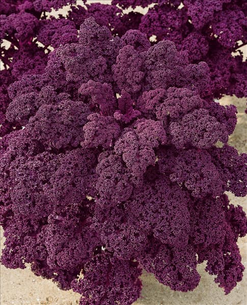 Brassica oleracea var. sabellica Redbor