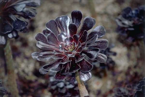Aeonium arboreum Zwartkop