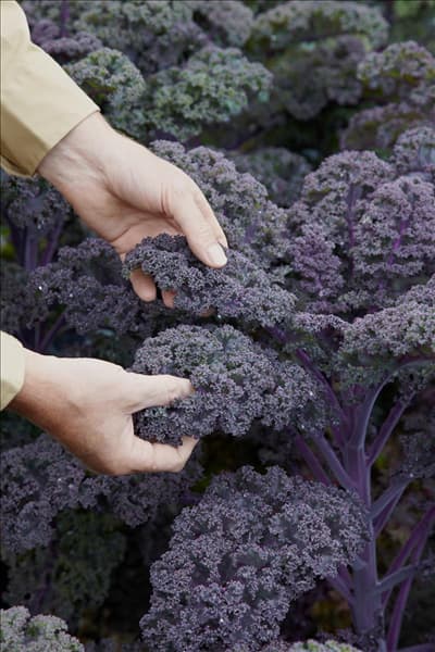 Brassica oleracea var. sabellica Redbor