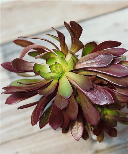Aeonium arboreum var. atropurpureum