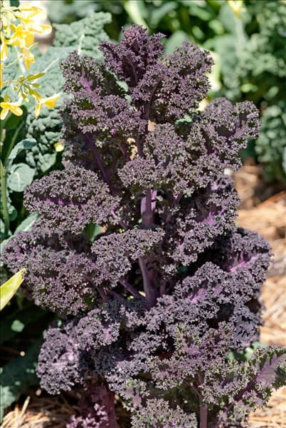 Brassica oleracea var. sabellica Redbor