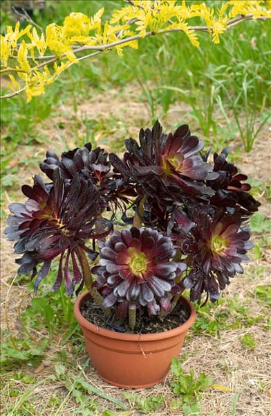 Aeonium arboreum Atropurpureum im Topf