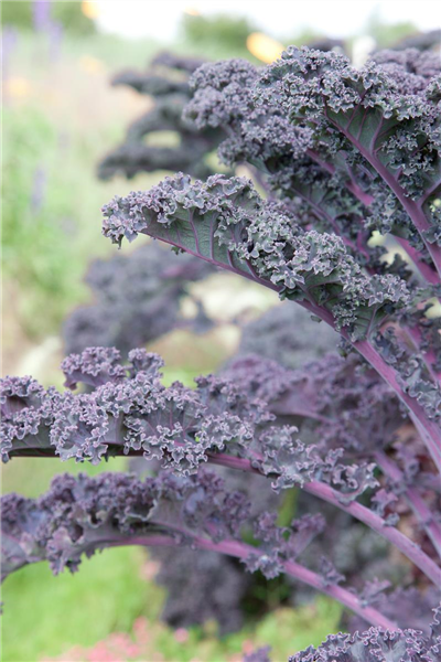Brassica oleracea var. sabellica