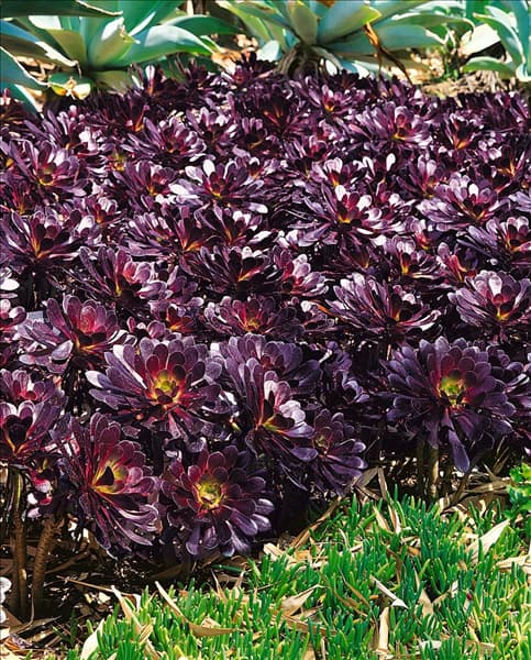 Aeonium arboreum Schwarzkopf