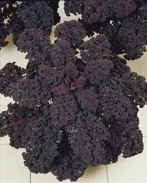 Brassica oleracea var. sabellica Redbor