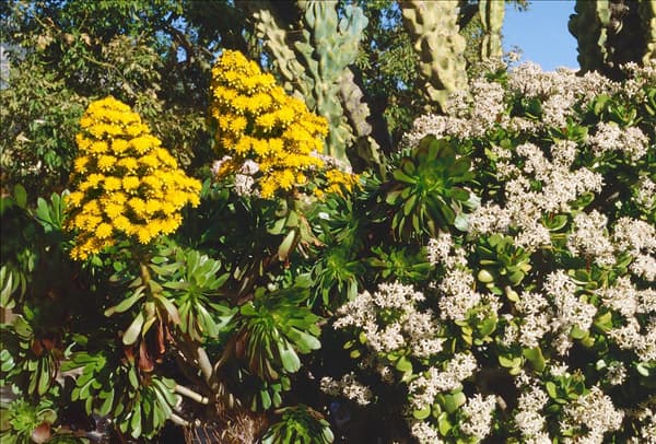 AEONIUM ARBOREUM