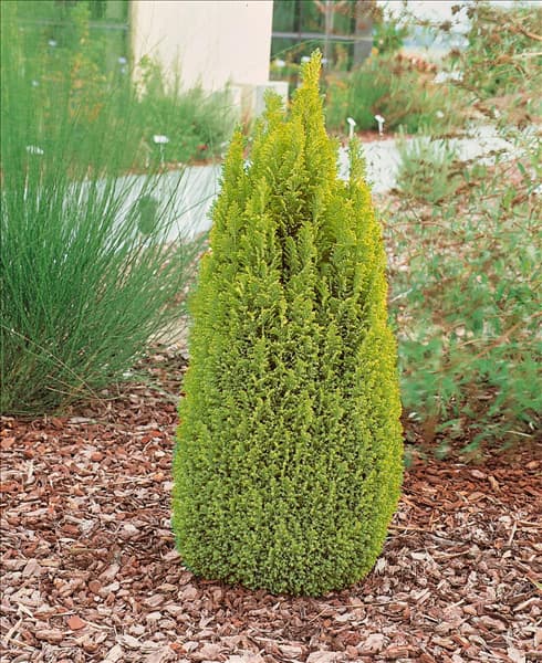 Chamaecyparis lawsoniana