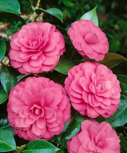 Camellia x williamsii Water Lily