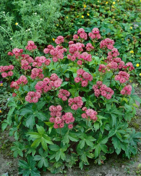 Astrantia major Rubra