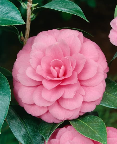 Camellia x williamsii Water Lily