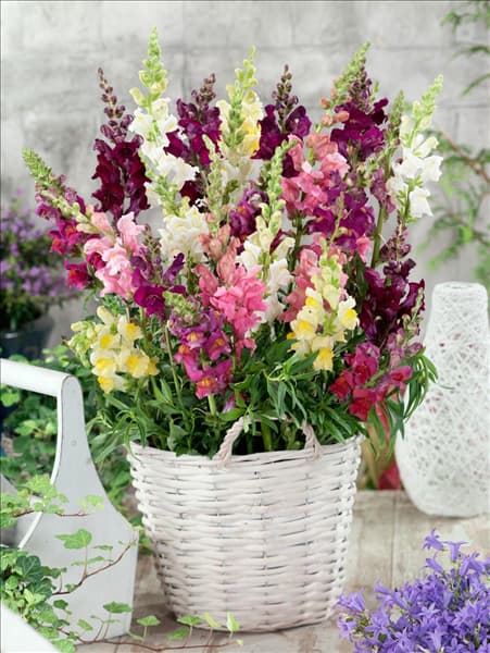 Antirrhinum majus
